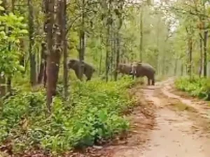 Chhattisgarh Crimes