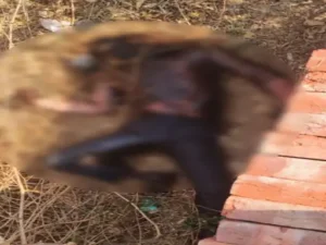 Chhattisgarh Crimes