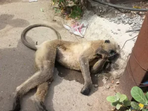 Chhattisgarh Crimes