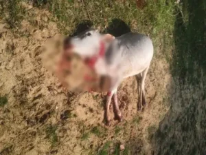 Chhattisgarh Crimes
