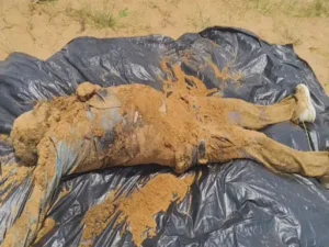 Chhattisgarh Crimes