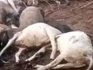 Chhattisgarh Crimes