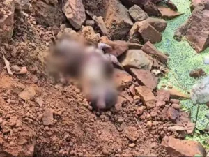 Chhattisgarh Crimes