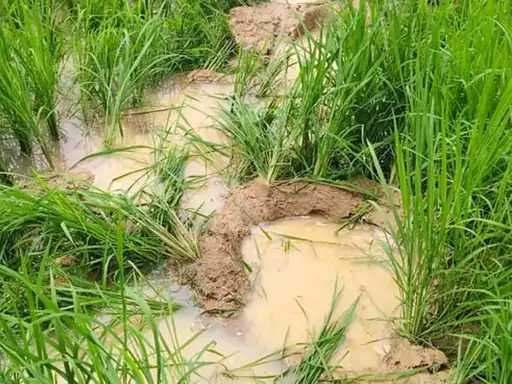 रायगढ़ जिले में हाथियों का उत्पात लगातार बढ़ता जा रहा है Chhattisgarh Crimes