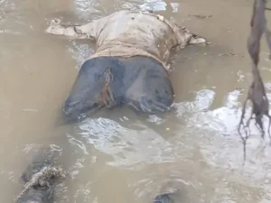 बेमेतरा के सिटी कोतवाली थाना क्षेत्र अंतर्गत ग्राम अमोरा स्थित शिवनाथ नदी में एक युवक का शव मिला Chhattisgarh Crimes