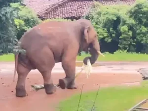 गौरेला पेंड्रा मरवाही जिले के मरवाही वन मंडल क्षेत्र में तीन हाथी अलग-अलग गुटों में बंटकर विचरण कर रहे Chhattisgarh Crimes
