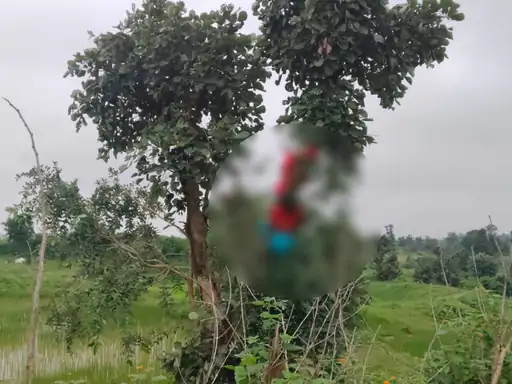 जीपीएम में एक महिला ने देर रात पेड़ पर फांसी लगाकर आत्महत्या कर ली Chhattisgarh Crimes