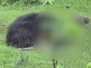 Chhattisgarh Crimes