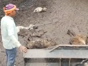 रायपुर के फुंडहर गौठान में पिछले 20 दिनों में 40 गोवंश की मौत का दावा किया जा रहा Chhattisgarh Crimes