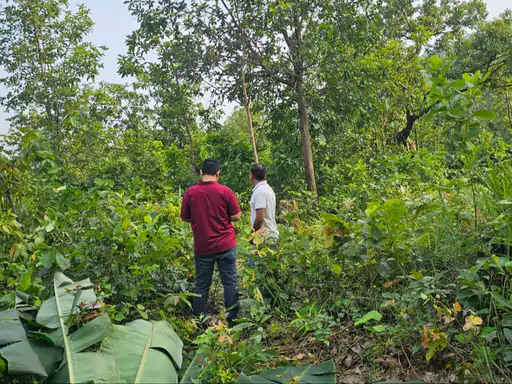 छत्तीसगढ़ के रायगढ़ जिले के जंगल में हाथियों के दल से 2 साल का शावक बिछड़ गया Chhattisgarh Crimes