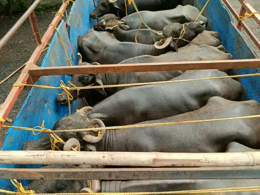 Chhattisgarh Crimes
