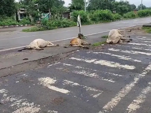 कोरबा के कटघोरा क्षेत्र में जेबीडी कॉलेज, जयपुर के पास देर रात सड़क हादसा हुआ Chhattisgarh Crimes
