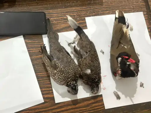 छत्तीसगढ़ के रायगढ़ में वन्यप्राणी संरक्षण सप्ताह के बीच एयर गन से पक्षियों का शिकार करने का मामला सामने आया है Chhattisgarh Crimes