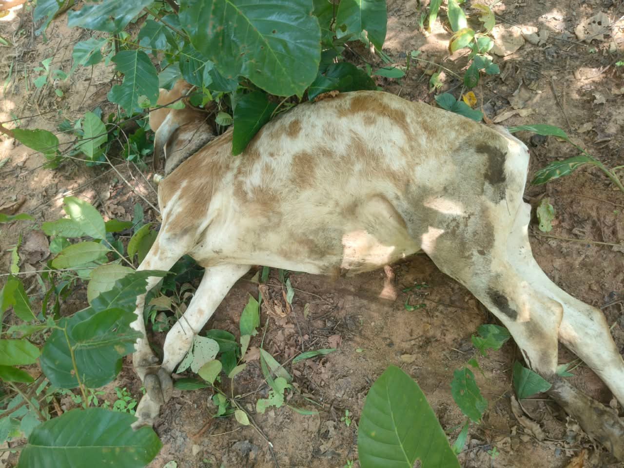 Chhattisgarh Crimes