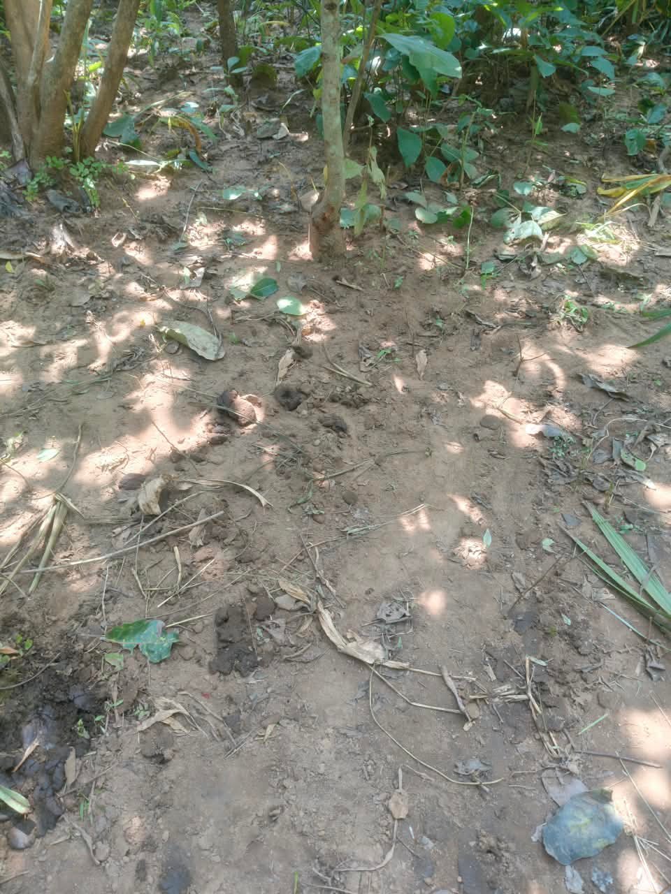 Chhattisgarh Crimes