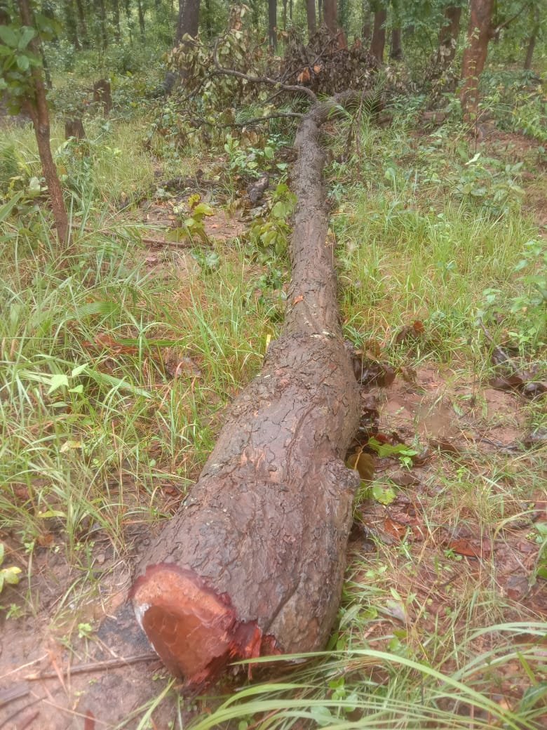 Chhattisgarh Crimes