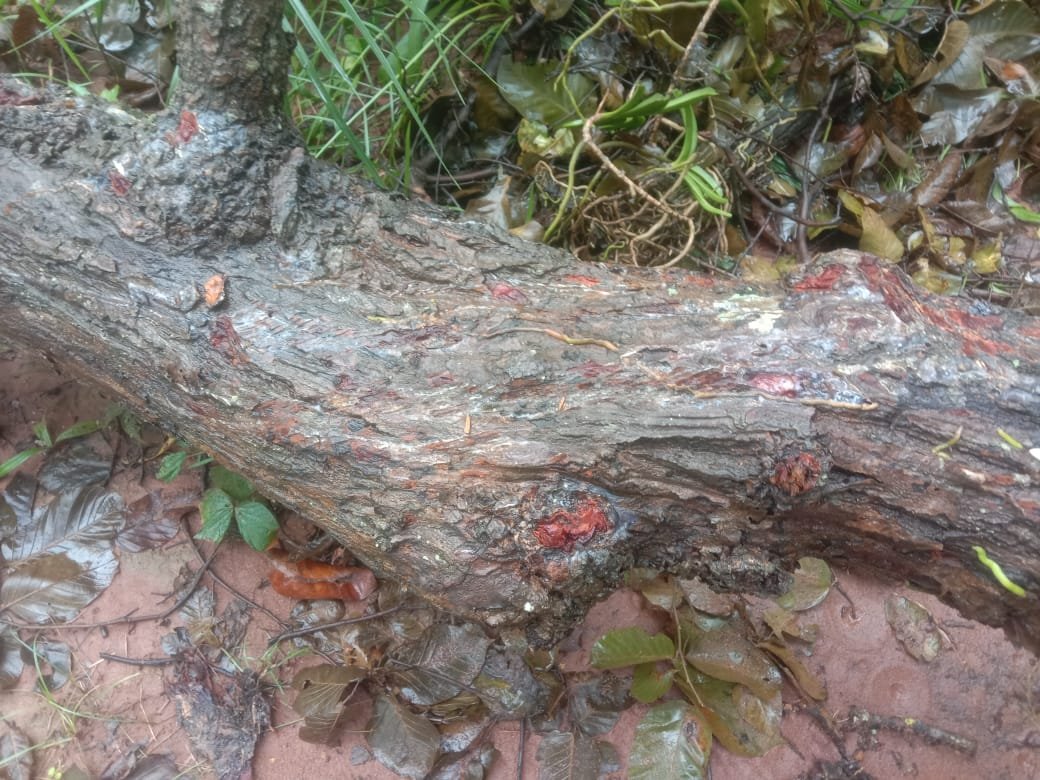 Chhattisgarh Crimes